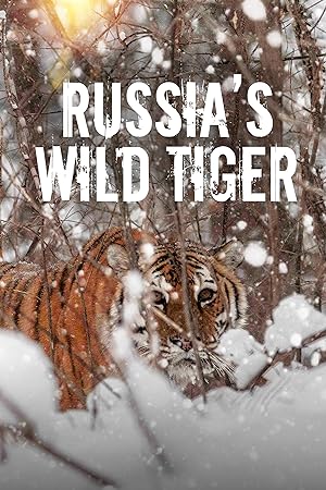 دانلود مستند ببر وحشی روسیه 2022 Russia’s Wild Tiger